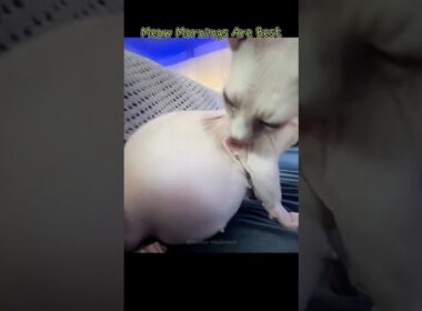 Meow Mornings Are Best