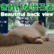 バーマン猫ラフ【きれいな後ろ姿】Beautiful back view（バーマン猫）Birman/Cat