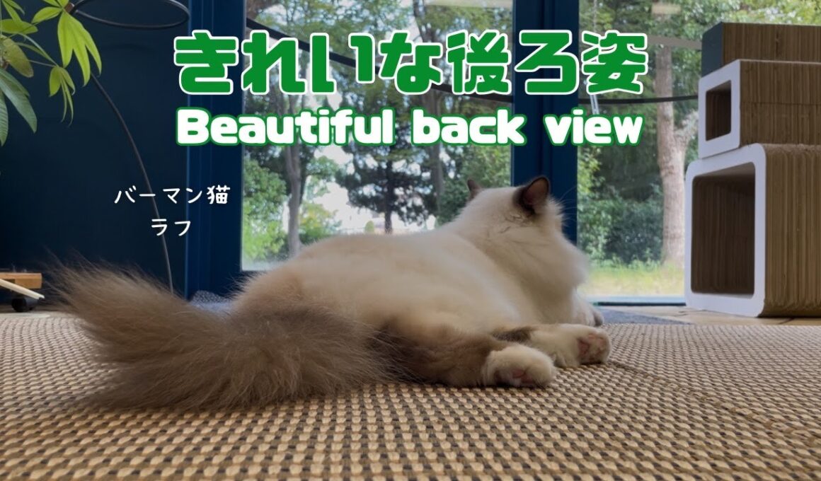 バーマン猫ラフ【きれいな後ろ姿】Beautiful back view（バーマン猫）Birman/Cat