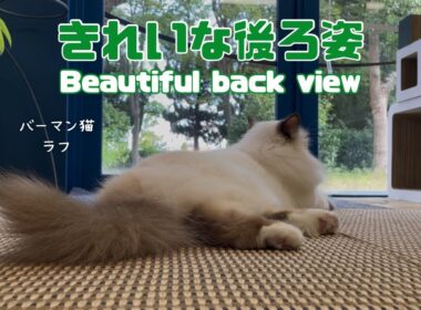 バーマン猫ラフ【きれいな後ろ姿】Beautiful back view（バーマン猫）Birman/Cat