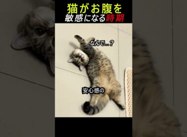 猫がお腹を見せる。