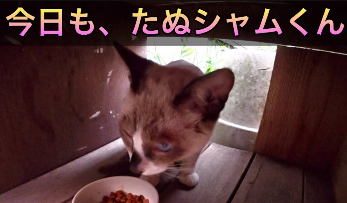 毎度のサビキジさん、たぬシャムくん。ちび三毛猫ちゃん。