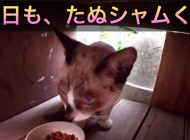 毎度のサビキジさん、たぬシャムくん。ちび三毛猫ちゃん。