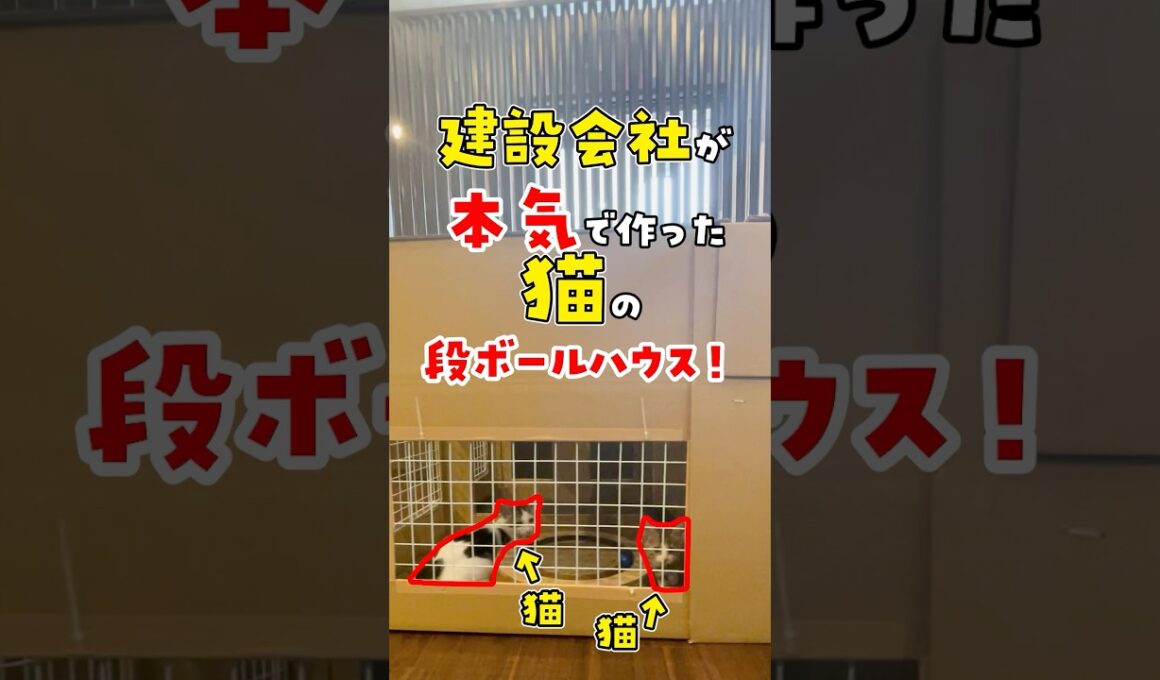 【職場で子猫を保護した結果】走り回る子猫のために猫ハウスを建築しました #ねこ #ネコ #保護猫