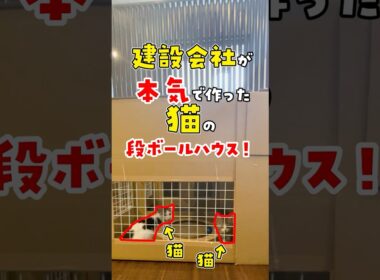 【職場で子猫を保護した結果】走り回る子猫のために猫ハウスを建築しました #ねこ #ネコ #保護猫