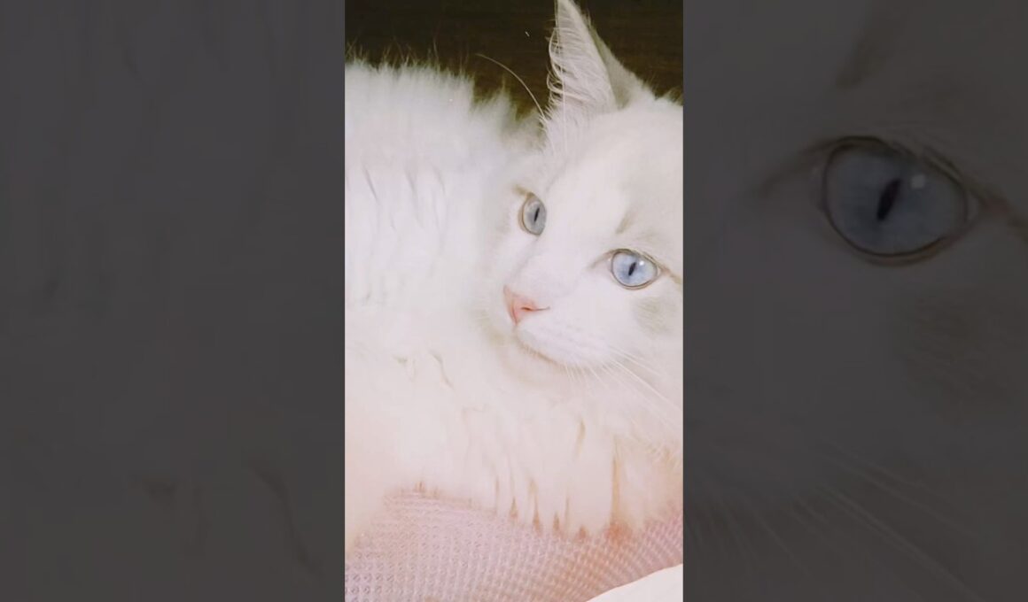 #僕の名はいっすん #かわいい #cat #子ネコ #猫のいる暮らし #猫のいる生活 #好きな子猫 #猫好きさんと繋がりたい #ラグドール #子猫の成長動画　#shorts