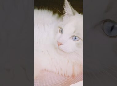 #僕の名はいっすん #かわいい #cat #子ネコ #猫のいる暮らし #猫のいる生活 #好きな子猫 #猫好きさんと繋がりたい #ラグドール #子猫の成長動画　#shorts