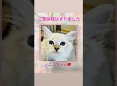 #サイベリアン の#子猫 ノエルちゃん💖ご家族様決まりました❣️#猫のいる暮らし はサイベリアン専門#ペットショップ ロイヤルキャッツで始められてみてはいかがでしょうか💖