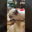 黒猫の子ネコ黒夢「シャムの雫、布団に、爪立てるな」