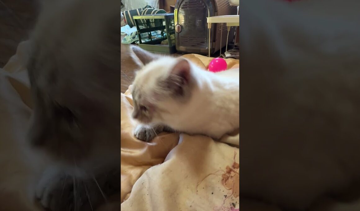 黒猫の子ネコ黒夢「シャムの雫、布団に、爪立てるな」