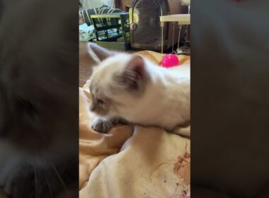 黒猫の子ネコ黒夢「シャムの雫、布団に、爪立てるな」