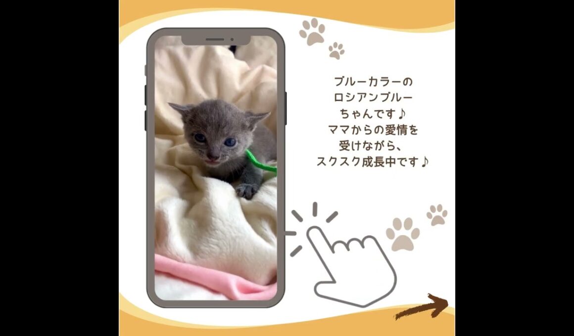 可愛い♡にゃんこ紹介♪#子猫 #ロシアンブルー #子猫ブリーダーナビ