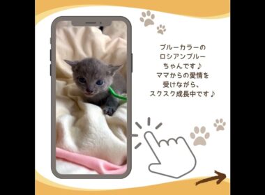 可愛い♡にゃんこ紹介♪#子猫 #ロシアンブルー #子猫ブリーダーナビ
