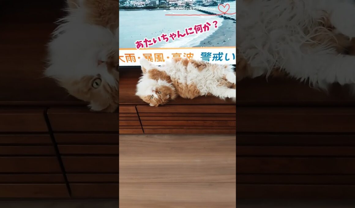 【マンチカン】確信犯？リモコンのセンサーを塞ぐ女王猫 【犬と猫、両方飼ってると毎日かわいい♥】