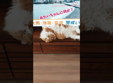 【マンチカン】確信犯？リモコンのセンサーを塞ぐ女王猫 【犬と猫、両方飼ってると毎日かわいい♥】