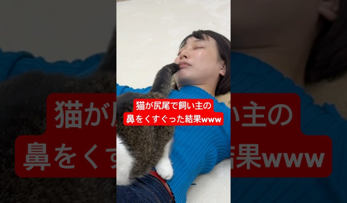 ママの鼻を猫がくすぐったら爆発したwww #shorts #cat