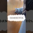 訓練の時は強気なつむやま〜【シャルトリューつむやまの訓練大事日記】 #猫 #cat #シャルトリュー #chartreux #ネコ #猫のいる暮らし #ねこのいる暮らし #猫好きさんと繋がりたい