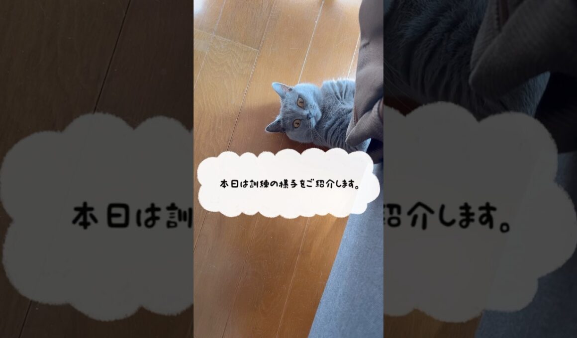 訓練の時は強気なつむやま〜【シャルトリューつむやまの訓練大事日記】 #猫 #cat #シャルトリュー #chartreux #ネコ #猫のいる暮らし #ねこのいる暮らし #猫好きさんと繋がりたい