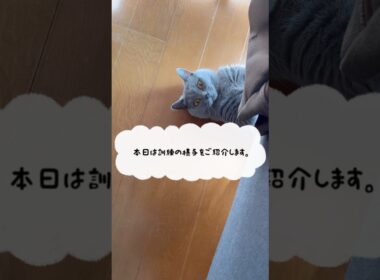 訓練の時は強気なつむやま〜【シャルトリューつむやまの訓練大事日記】 #猫 #cat #シャルトリュー #chartreux #ネコ #猫のいる暮らし #ねこのいる暮らし #猫好きさんと繋がりたい
