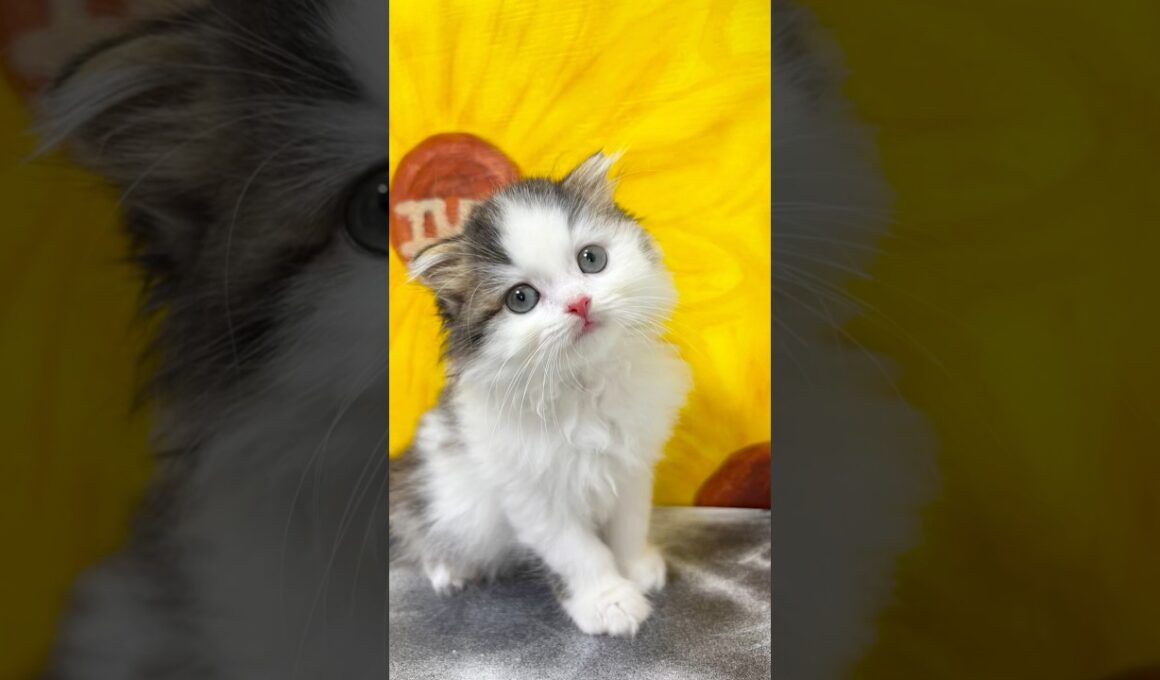 とっても可愛いスコティッシュフォールド男の子【ご家族様募集中】