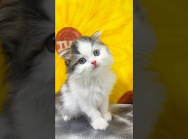 とっても可愛いスコティッシュフォールド男の子【ご家族様募集中】