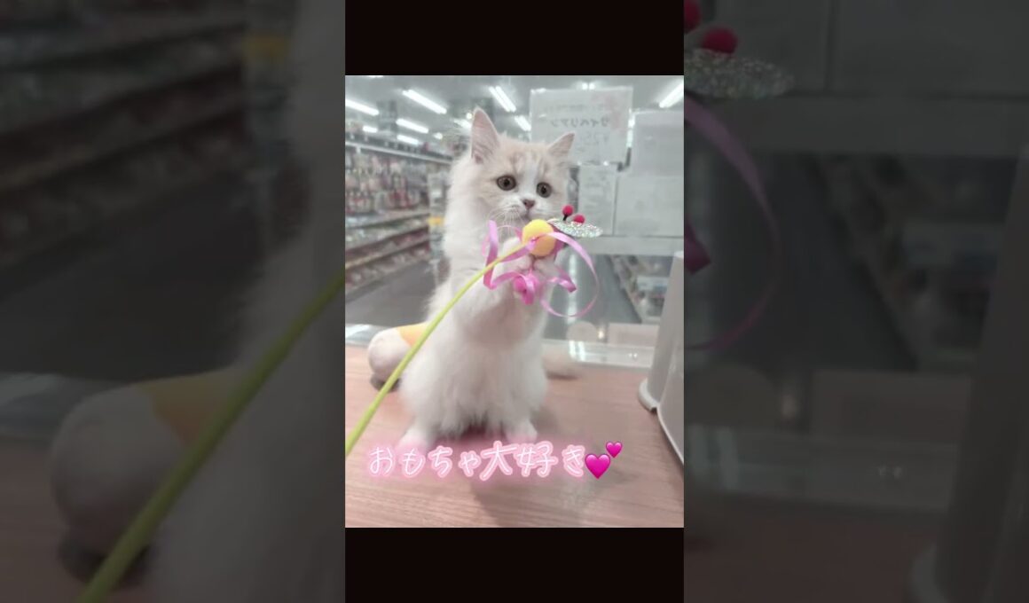 にゃーーー！サイベリアンの女の子😻【横浜ペットショップ ベルドック】#shorts #猫動画 #猫のいる暮らし #サイベリアン