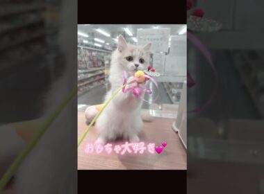 にゃーーー！サイベリアンの女の子😻【横浜ペットショップ ベルドック】#shorts #猫動画 #猫のいる暮らし #サイベリアン