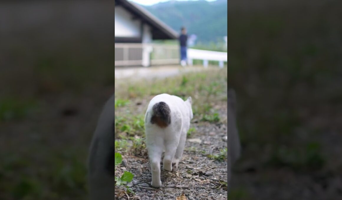 お散歩行くよ～！オチリとチッポがかわいいね #熱海 #ジャパニーズボブテイル #猫のいる暮らし #伊豆 #保護猫 #散歩 #野良猫