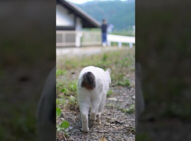 お散歩行くよ～！オチリとチッポがかわいいね #熱海 #ジャパニーズボブテイル #猫のいる暮らし #伊豆 #保護猫 #散歩 #野良猫