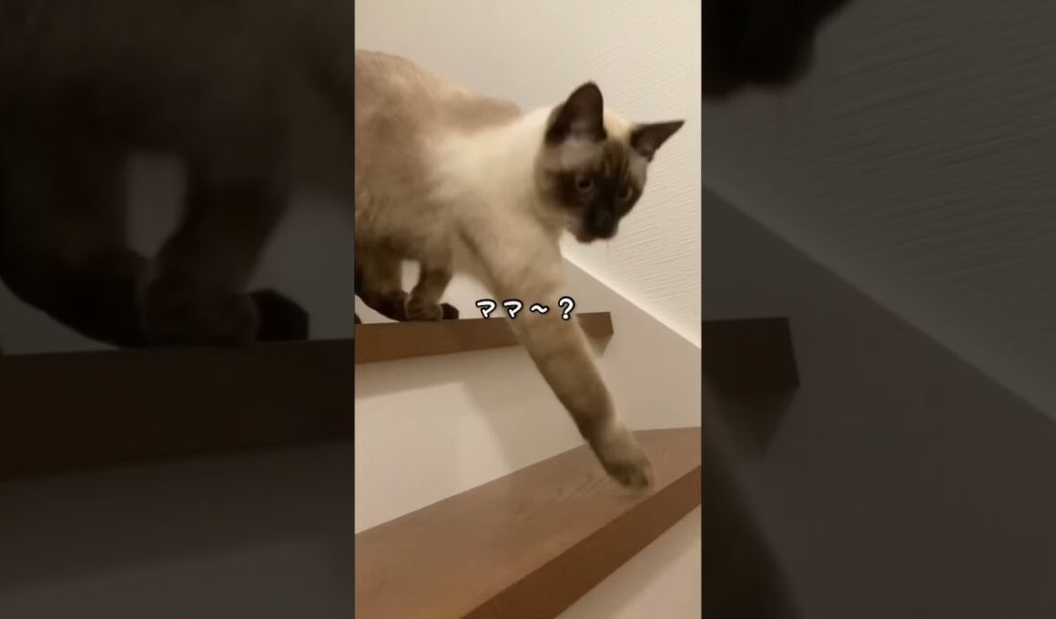 【シャム猫】飼い猫がだんだんハッキリと喋るようになってきて嬉しい。おこげかわいい…