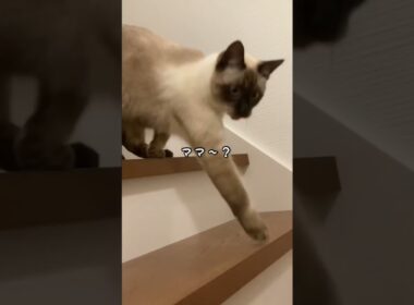 【シャム猫】飼い猫がだんだんハッキリと喋るようになってきて嬉しい。おこげかわいい…