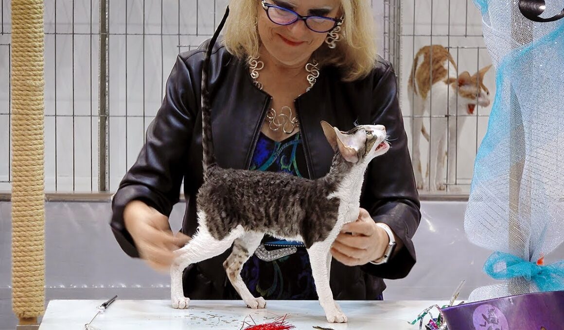 CFA International Show 2018 - Cornish Rex kitten class judging - Set 2