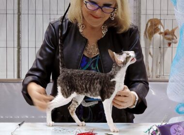 CFA International Show 2018 - Cornish Rex kitten class judging - Set 2