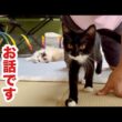 嬉しいニュースがあります！保護子猫ちゃぴ