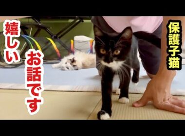 嬉しいニュースがあります！保護子猫ちゃぴ