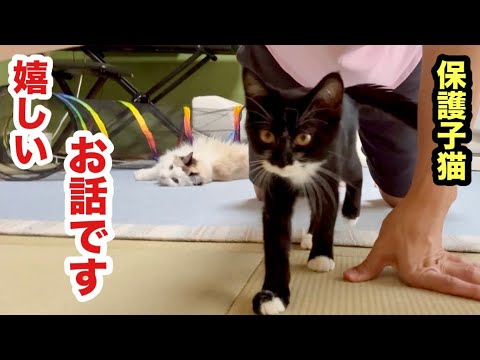 嬉しいニュースがあります！保護子猫ちゃぴ