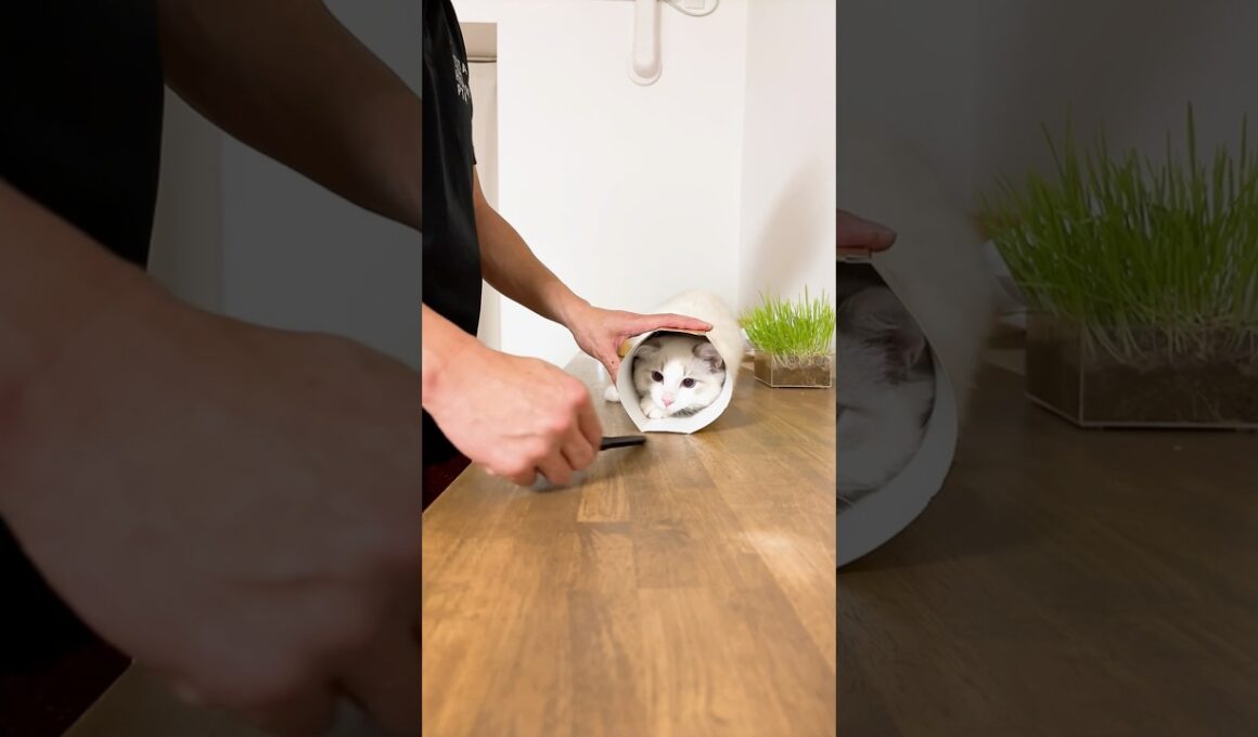 #僕の名はいっすん #かわいい #cat #子ネコ #猫のいる暮らし #好きな子猫 #猫好きさんと繋がりたい #ラグドール #子猫の成長動画#shorts