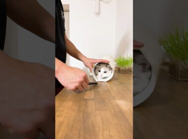 #僕の名はいっすん #かわいい #cat #子ネコ #猫のいる暮らし #好きな子猫 #猫好きさんと繋がりたい #ラグドール #子猫の成長動画#shorts