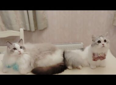 今日のにゃんず🐱#ミヌエット#ラガマフィン#ラグドール#猫#ねこ#子猫#小猫#live #live配信#ライブ#ライブ配信#猫配信#猫動画#cat#kitten#minuet#ragdoll