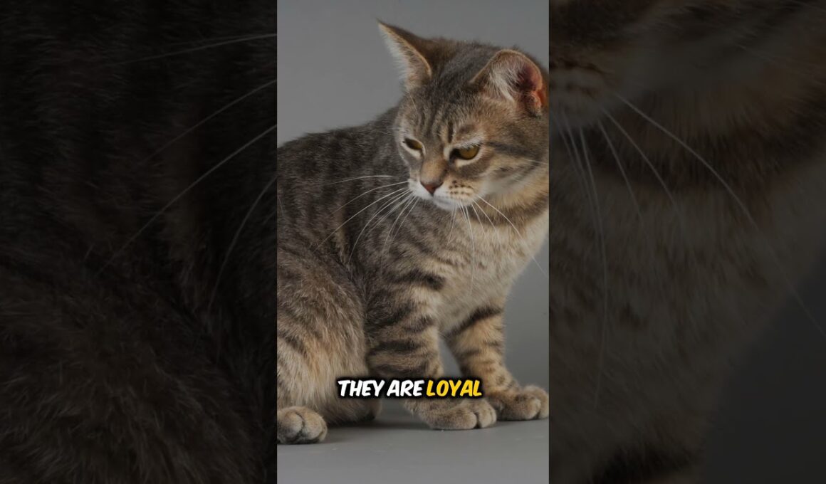 Did You Know The Manx Has No Tail Incredible Cat Breeds