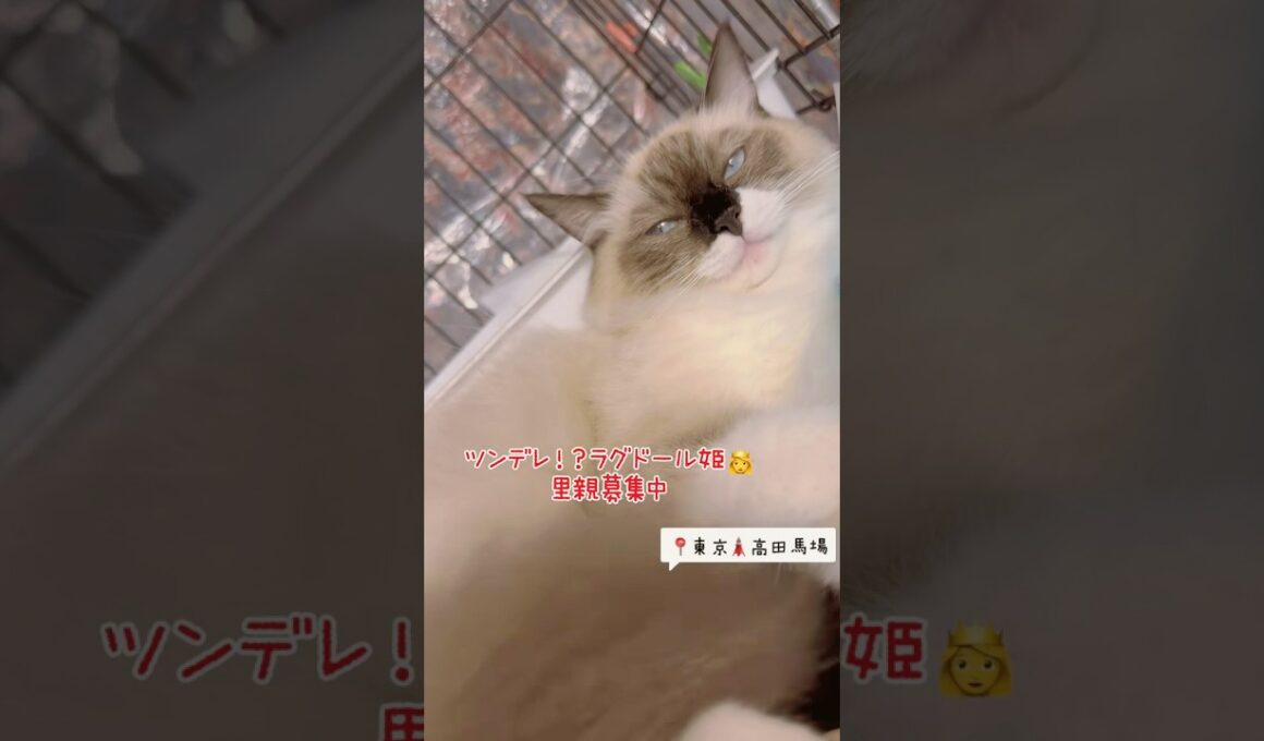 #里親募集中子猫アゴはネコ #子ネコ #cat #ラグドール子猫