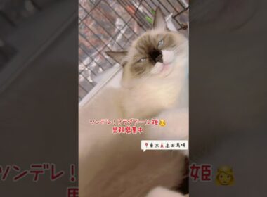 #里親募集中子猫アゴはネコ #子ネコ #cat #ラグドール子猫