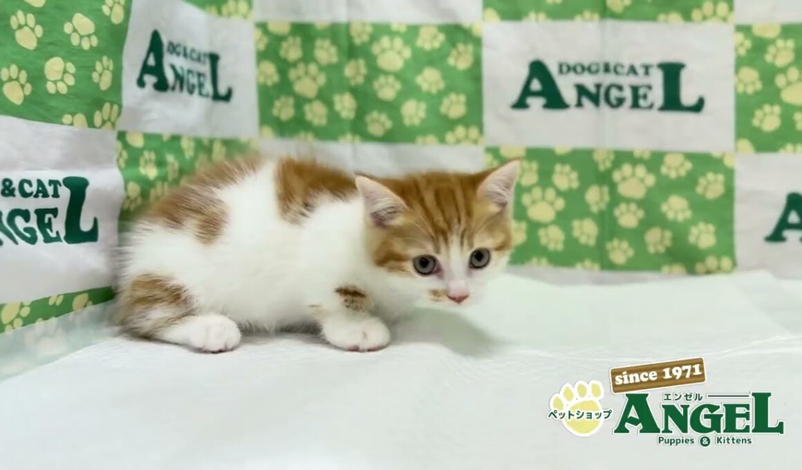 マンチカン 2510036 【ペットショップエンゼル　子犬・子猫販売】