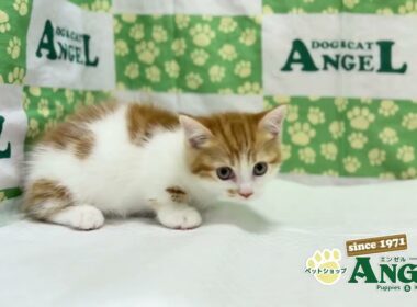 マンチカン 2510036 【ペットショップエンゼル　子犬・子猫販売】