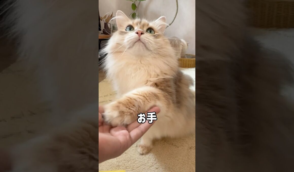 猫って芸ができる？😾🐾我が家のサイベリアンすごい‼️