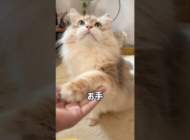 猫って芸ができる？😾🐾我が家のサイベリアンすごい‼️