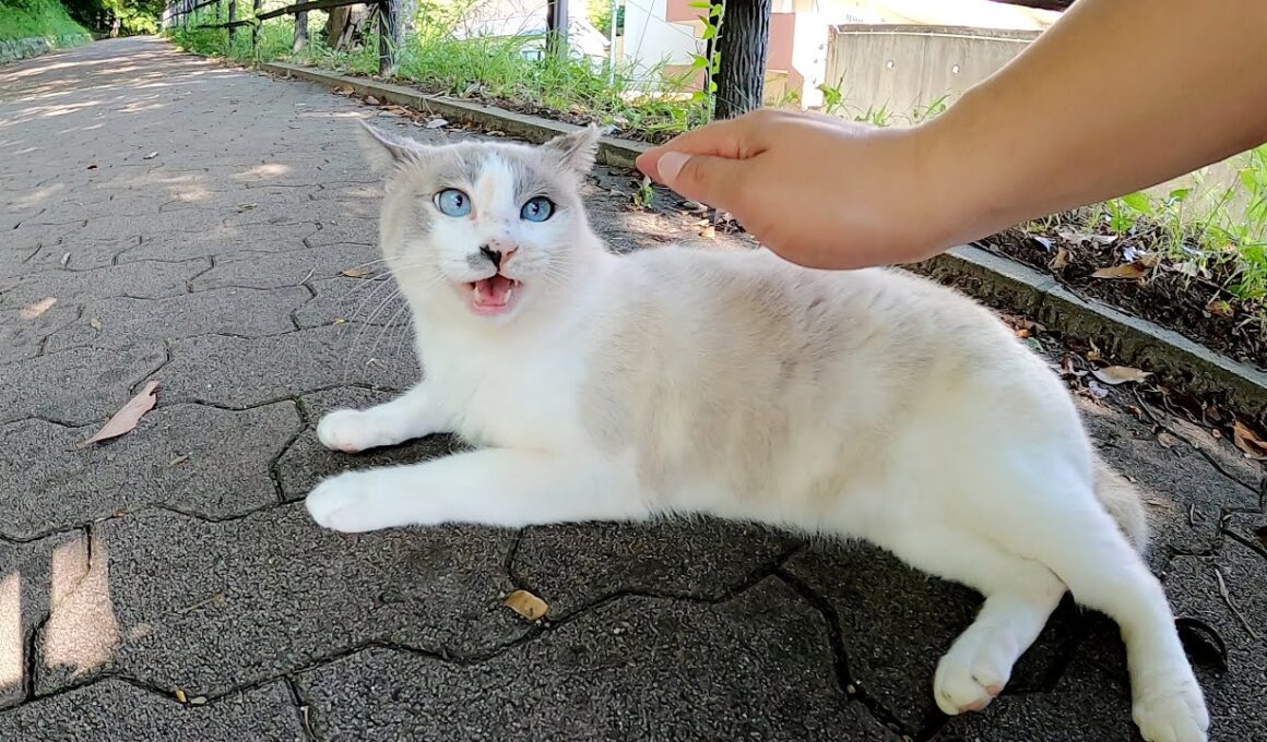 甘えん坊のラグドールと恥ずかしがり屋のシャム猫