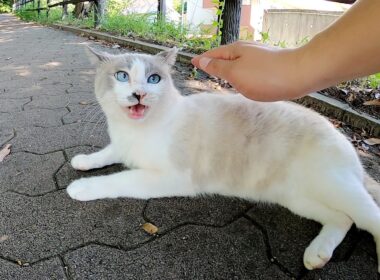 甘えん坊のラグドールと恥ずかしがり屋のシャム猫