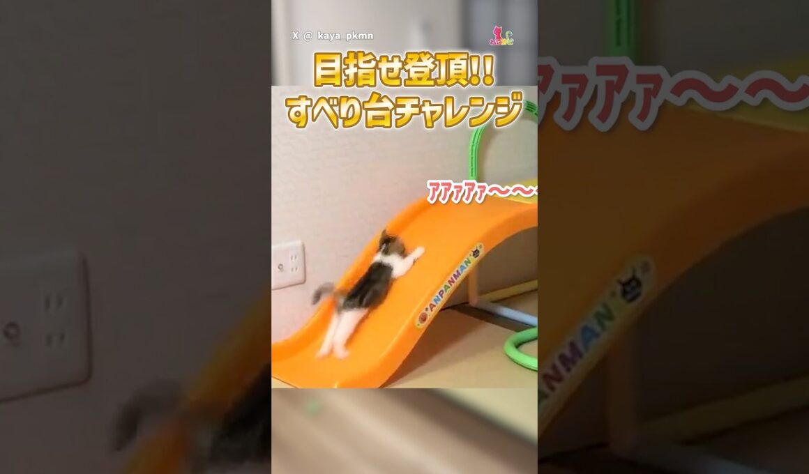 目指せ登頂！子猫のすべり台チャレンジ