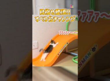 目指せ登頂！子猫のすべり台チャレンジ